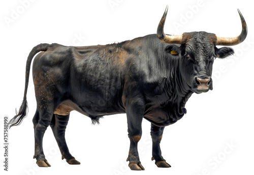 Majestic black bull with long horns, cut out - stock png.