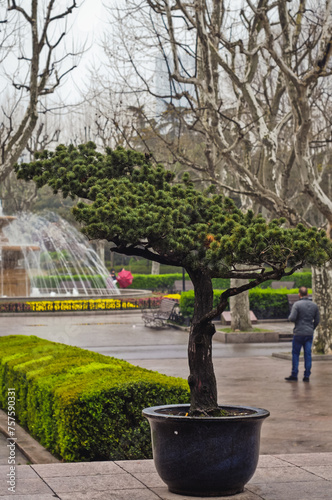 Fotografie Tree in Fuxing Park in the former French Concession of Shanghai China