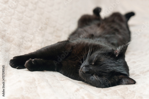 Fotografija Black cat dozing on the bed in the bedroom