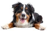 Happy Australian shepherd dog lying down with tongue out on transparent background - stock png.