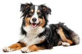 Happy Australian shepherd dog lying down with tongue out on transparent background - stock png.
