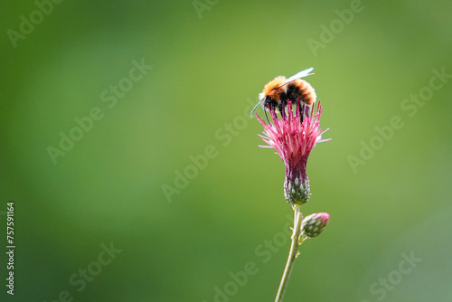 A Honey Bee Collecting Pollen from Flower