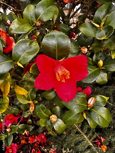 a red flower on a flowering tree