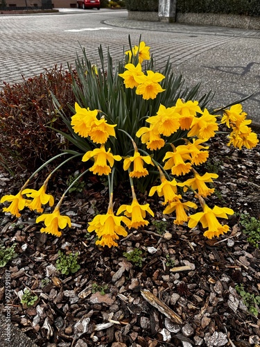 The first spring flowers are daffodils