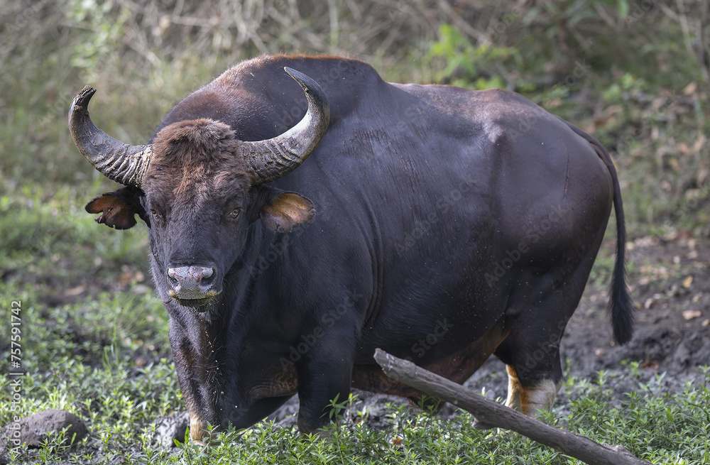 Gaze of a Gaur