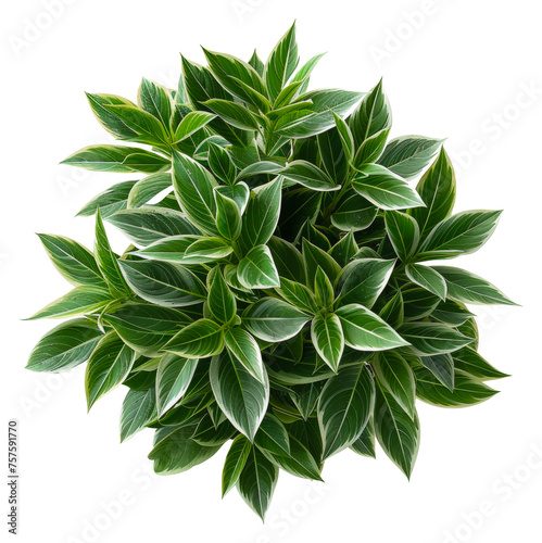 Lush variegated hosta plant with green and white leaves  cut out - stock png.