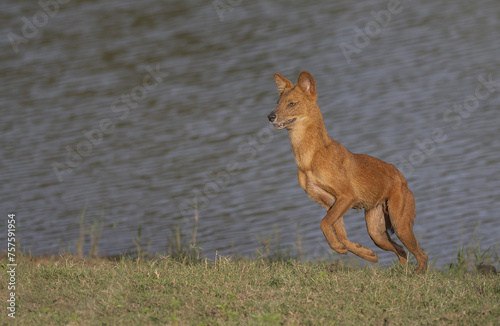 Dhole in a jungle