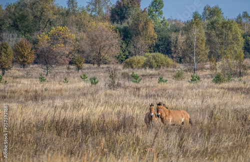 Przewalski's horses - Equus ferus przewalskii also known as Dzungarian horse in Chernobyl Exclusion Zone, Ukraine