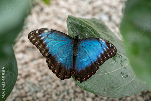 A large butterfly with open blue wings.