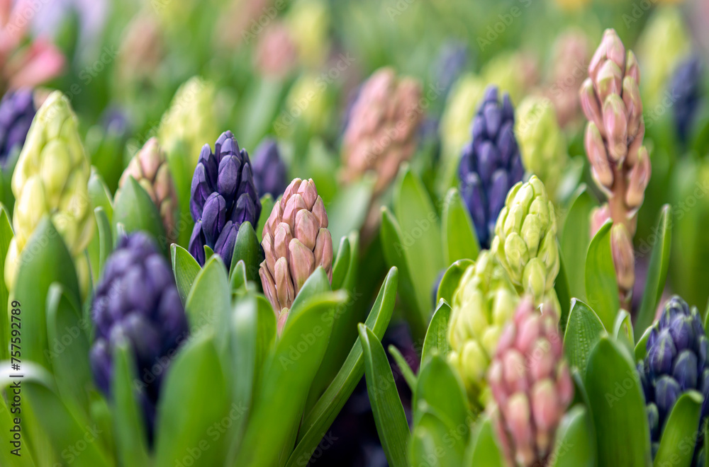 Hyacinths