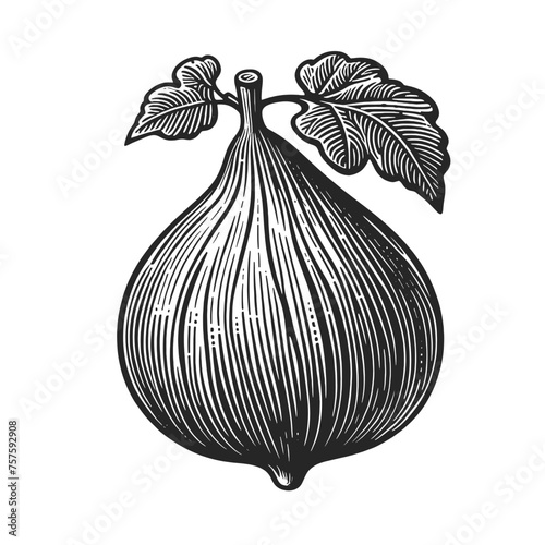 ripe fig fruit with a detailed leaf, depicted in an elegant engraved style black and white vintage illustration. Sketch engraving generative ai vector illustration. Scratch board imitation. 