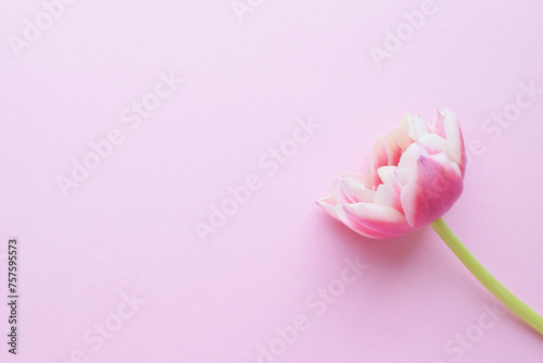 Fototapeta Naklejka Na Ścianę i Meble -  One pink peony tulip with white petal edges on a pink background. Copy space.