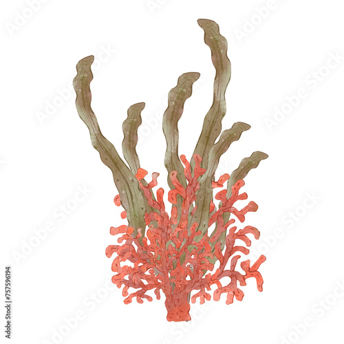 Watercolor seaweed bush with red coral. Green sea plant with exotic red coral, isolated on white background. Hand painted Botanical illustration isolater, underwater life photo