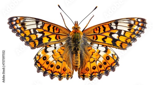 Melitaea phoebe butterfly, Knapweed fritillary isolated on white, top view
 photo