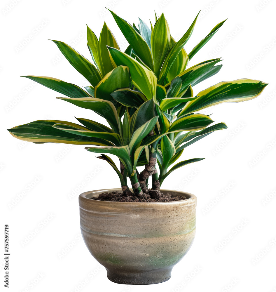 Plant with glossy leaves in a cream textured pot, cut out - stock png. Plant with glossy leaves in a cream textured pot, cut out - stock png.