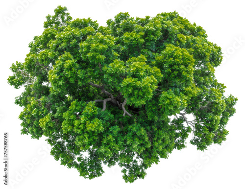 Lush green tree with dense foliage  cut out - stock png.