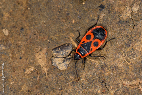 Fire Bug (Pyrrhocoris apterus) in nature © nedomacki