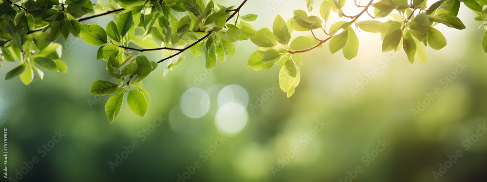 arbor day background arbor day background