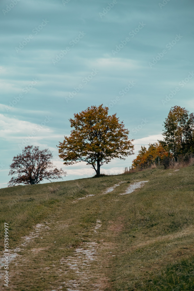 Autumn landscape with trees and clouds