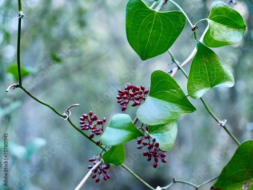 Branch of a catbriers, greenbriers, prickly-ivys, smilaxes, sarsaparilla, also zarzaparrilla, sarsparilla (Smilax), Spain photo