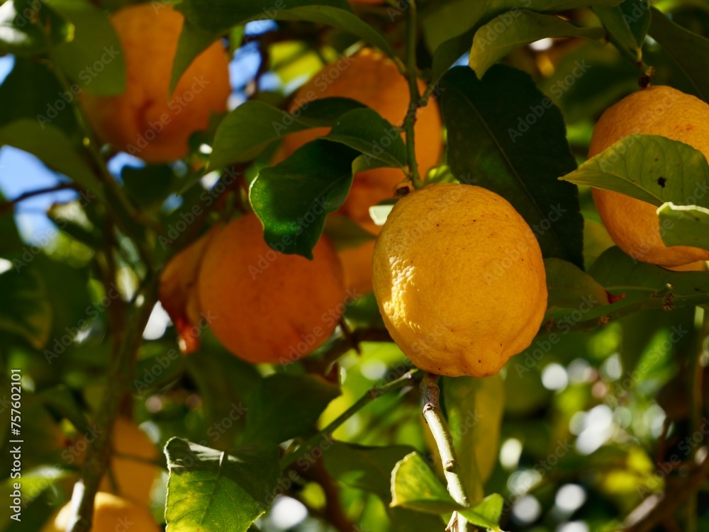 The lemon (Citrus × limon) fruits, Spain