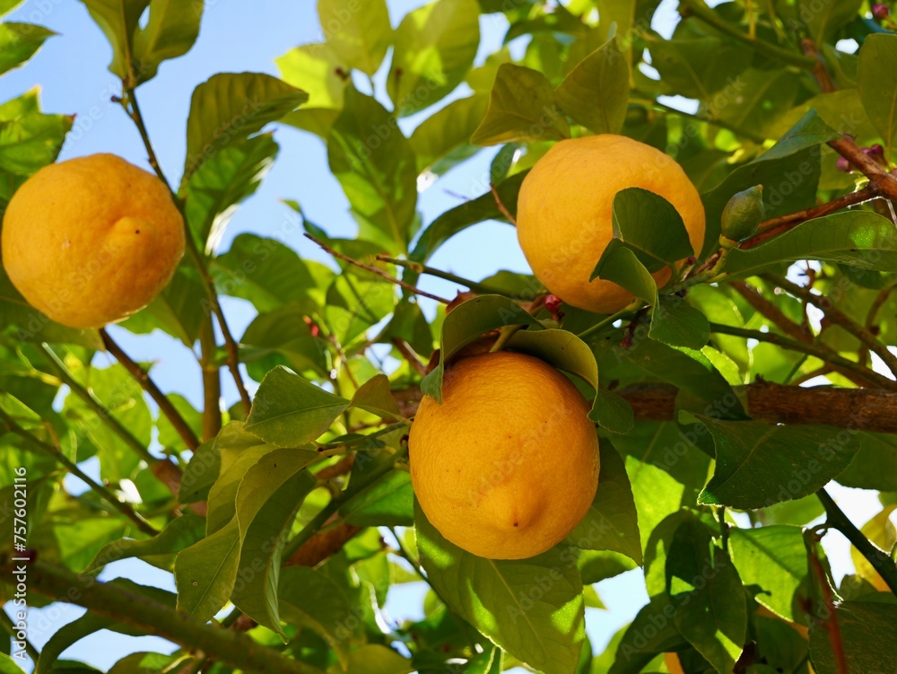 The lemon (Citrus × limon) fruits, Spain