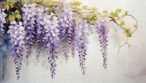 Obraz Wisteria, fioletowe kwiaty tapeta