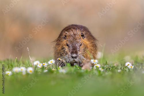 Coypus eating grass on the bank of a small river