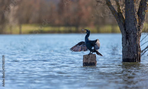 The great cormorant dries its feathers. Black sea bird.