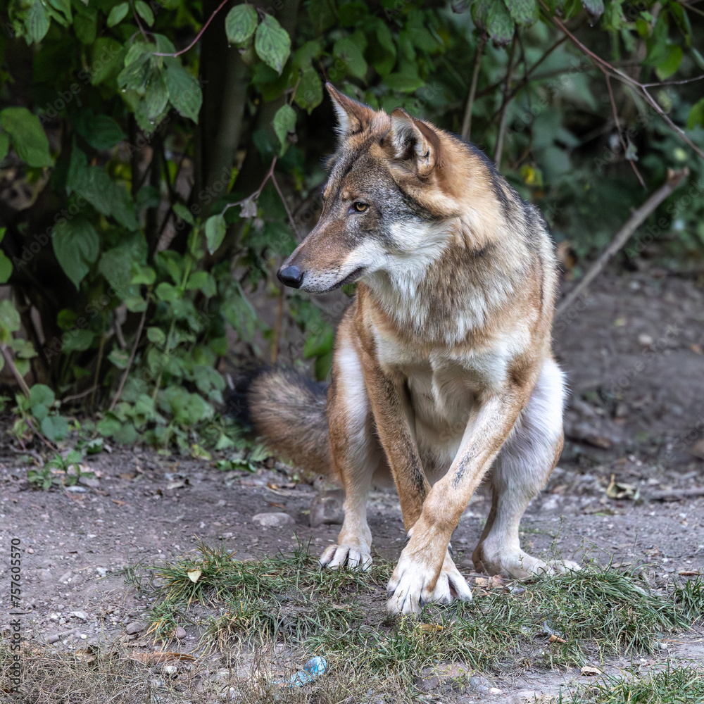 European Grey Wolf, Canis lupus in a german park European Grey Wolf, Canis lupus in a german park