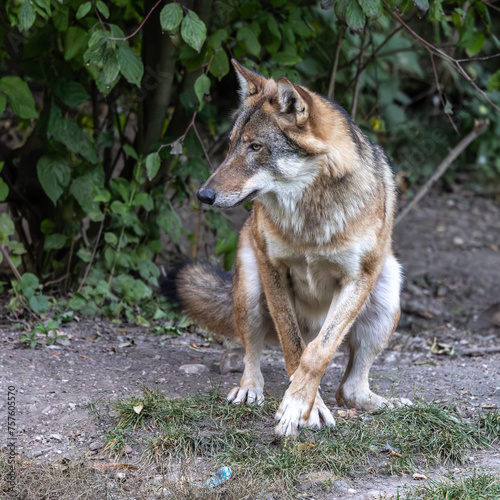 European Grey Wolf  Canis lupus in a german park