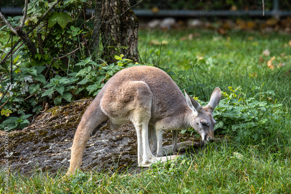 Red kangaroo, Macropus rufus in a german park Red kangaroo, Macropus rufus in a german park