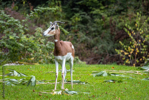 Dama gazelle, Gazella dama mhorr or mhorr gazelle is a species of gazelle photo