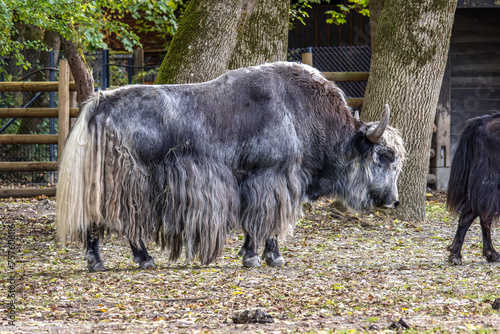 The domestic Yak, Bos mutus grunniens in a park