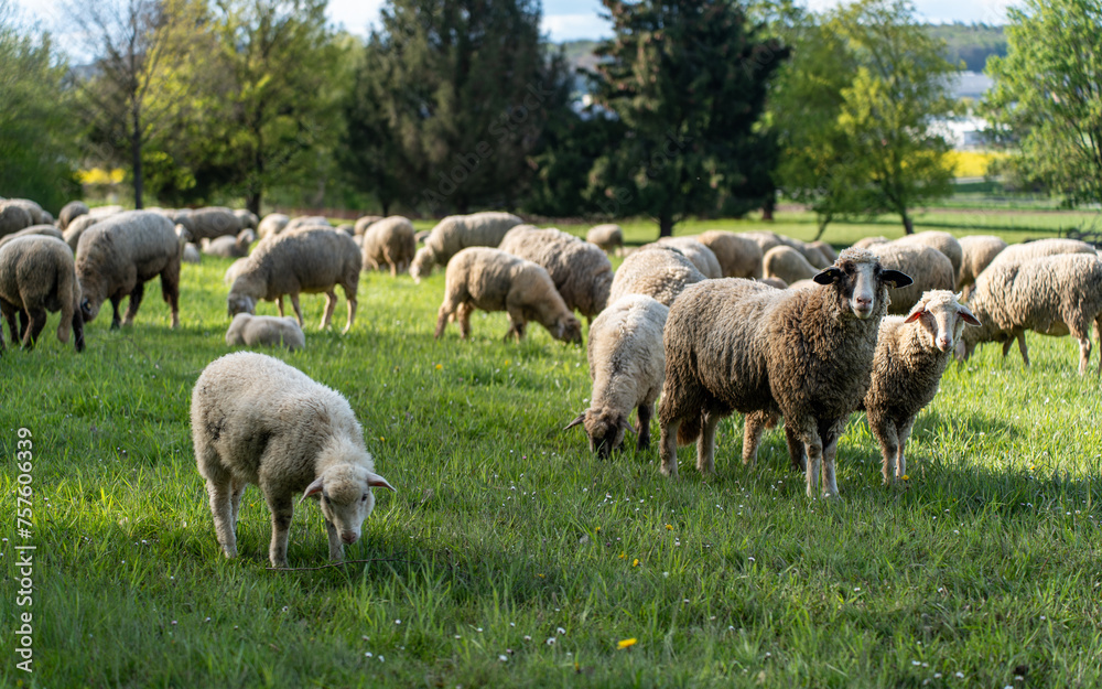 Fototapeta premium Herd of sheep grazing in the field