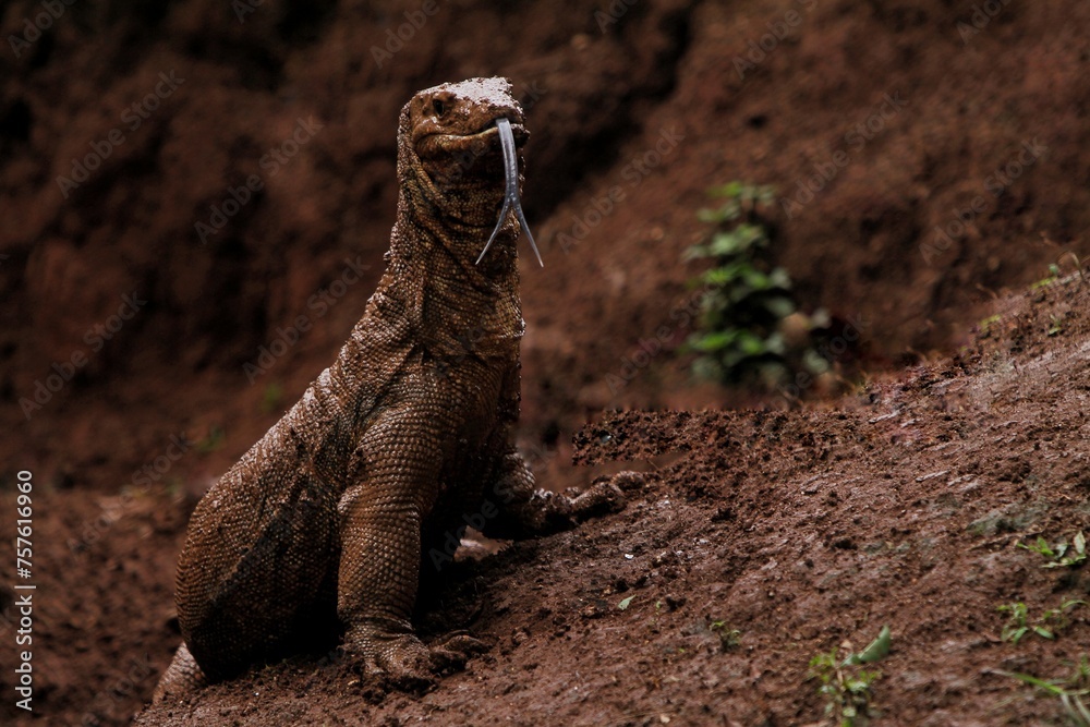 A salvator lizard watches the surroundings from the ground