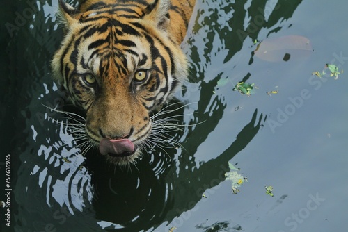 A Sumatran tiger soaking in a pool while looking up