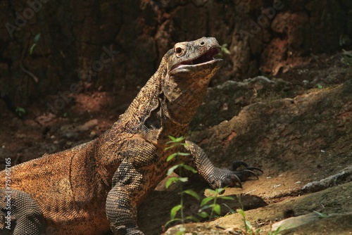 a Komodo dragon basking on the ground