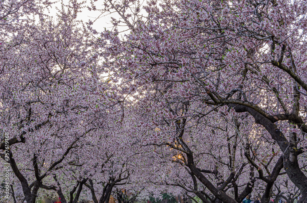 Almond trees in bloom in spring Almond trees in bloom in spring