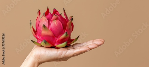 Dragon fruit selection hand holding exotic fruit, blurred background with copy space