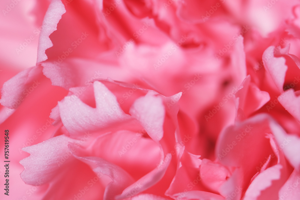 Macro shot of Pink Carnation as background