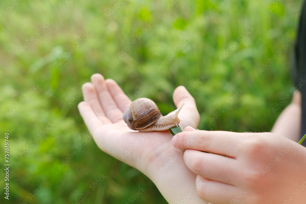 child's hand becomes playground for curious grape snail, mollusk ...