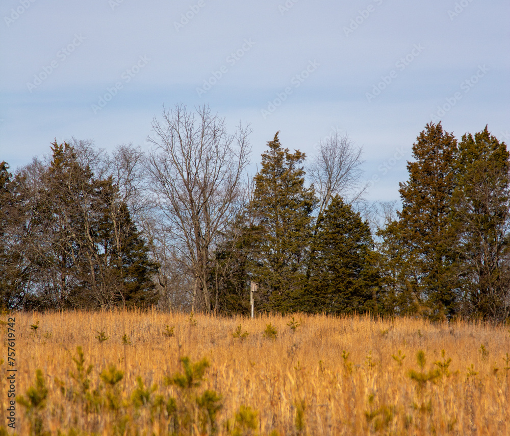 Bird House by Wheat Field in Virginia