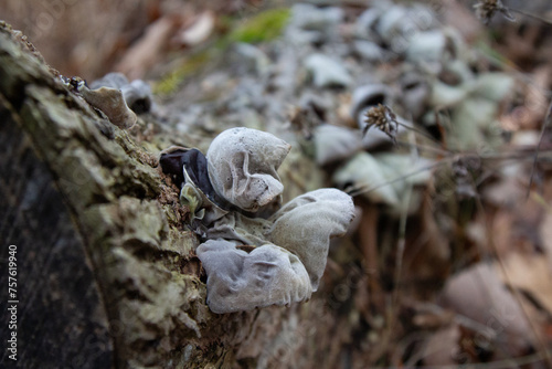 Close-up / Macro Photo of Fungus On Dead Tree in Rock Creek Park, Washington DC