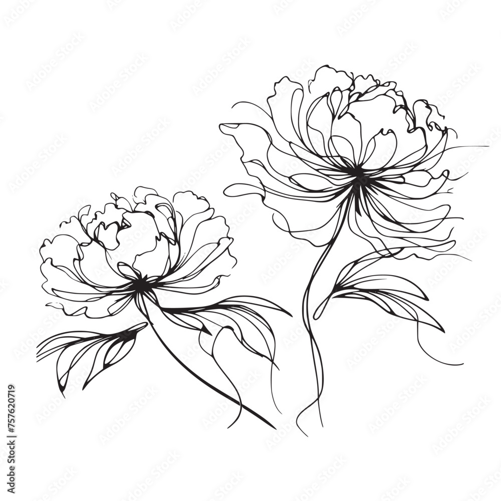 Vector peony outline