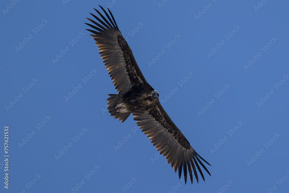 Obraz premium Buitre negro en la Sierra de Guadarrama