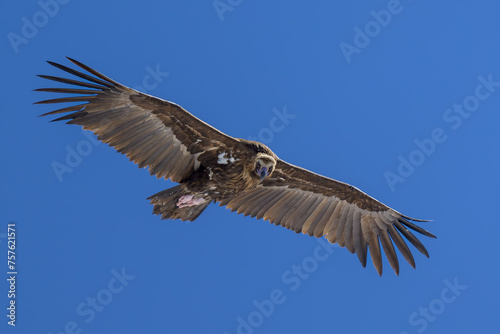 Buitre negro en la Sierra de Guadarrama © MrWeaK