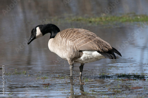 Canada goose standing in water.