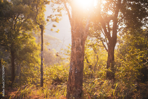 sun rays in the forest