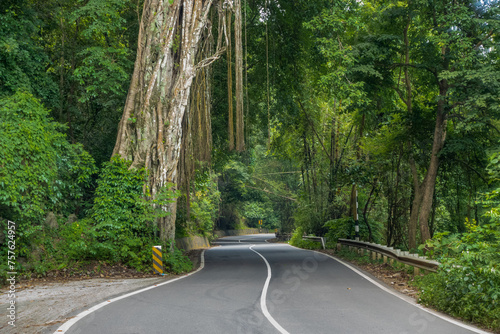 road in the forest